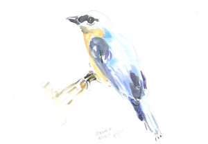Blue Bird by Corinne H.