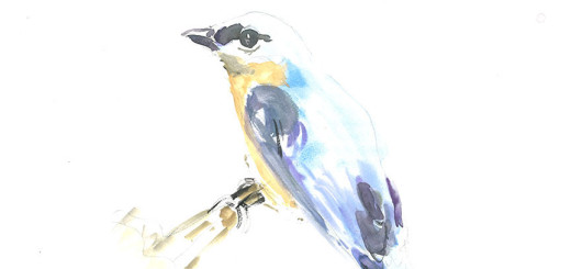 Bluebird by Corinne