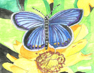 Glorious Butterfly  by Dr. Hyman M.